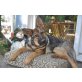 Luna (auf Bedarf änderbar), Deutscher Schäferhund - Hündin