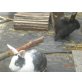 Luna,,baby- belle,lena-marie, Zwergkaninchen - weiblich