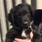 Luna, die Süße sucht eine Familie! - Hündin