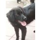 Luna  -  ein sanftes, kluges Hundekind...! - Hündin