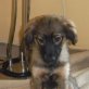 Luna in Deutschland sucht liebe Familie , Mischling Welpen - Hündin