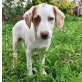Luna kleine Maus sucht tolle👨‍👩‍👦‍👦, Mischlingswelpin Welpen - Hündin