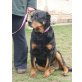 Luna (kris-hu)  schöne Rottweilerhündin such - Hündin