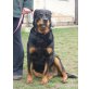 Luna (kris-hu)  schöne Rottweilerhündin such - Hündin