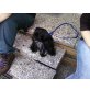 Luna, maltesa und?? - Hündin