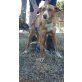 Luna, pODENCO - Hündin