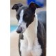 Luna, sehr hübsche, noch etwas schüchterne, Galgo Español - Hündin