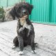 Luna sucht ein Zuhause für immer, Mischling - Hündin