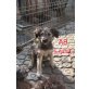 Luna, süßes Mischlingsmädchen Welpen - Hündin
