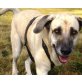 Luna,tolle Hündin, Mastin Espanol - Hündin