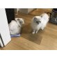 Luna und Bärbel , Perser Ragdoll  - Katze