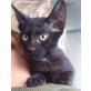 Luna und Baghira, Luna und Baghira suchen ihre Familien - Katze