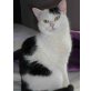 Luna und Mister Rossi, EKH Mix, Hauskatze - Kater