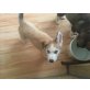 Luna und brownie, Husky Pointer  - Rüde