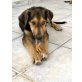 Luna, verschmust und welpentypisch verspielt, Mischling - Hündin