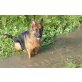 Luna vom Aschbachtal, Deutscher Schäferhund - Hündin