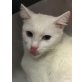Luna, wartet auf ihre zweite Chance - Katze