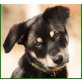 Lunababy, Schäfer-Berner-Sennen-Mix - Hündin