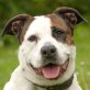 Lunda, Old English Bulldog-Mix - Hündin