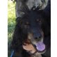 Lunia, Gordon Setter Mix - Hündin