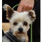 Lupina, Yorkshire Terrier - Hündin