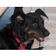 Lupita, Dackel Mischling 1 Jahr, klein - Hündin