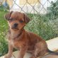 Lupita minikleine Mischlingswelpin sucht..., Mini-Mischlingswelpin Welpen - Hündin