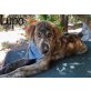 Lupo, Labrador-Collie-Mischling Welpen - Rüde