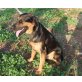 Lupo, Schäferhund-Mix - Rüde