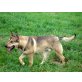 Lupus ist eine ganz arme Fellsocke, Tschechoslowakischer Wolfshund -Mix - Rüde