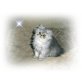 Lusi, Perser - Katze