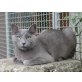 Lusino, Kartäusermix - Kater