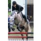 Lusitano - Stute