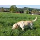 Lussy, Labrador Redriever - Hündin