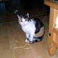 Lussy, bunte - Katze