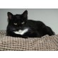 Luxor, BKH und vielleicht Manx  - Kater