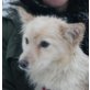 Luxy, Spitz Mischling - Hündin