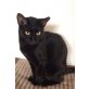 Luz Ally, Mama und Tochter suchen ein Zuhause - Katze