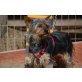 Luz, lieber Yorkshire-Terrier - Hündin