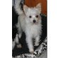 Luzi, Chihuahua- Maltesermix - Hündin