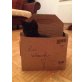 Luzi sucht ein zu Hause, Luzi - TSV SOS-Katze - Kater