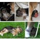 Luzie, Dackel-Terrier-Mix - Hündin