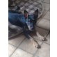 Luzie, Podenco Portugues-Zwergpinscher Mix - Hündin