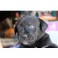 Lyanna, ist  ein Labrador-Mischling - Hündin