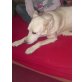 Lycos, Weißer Schäferhund - Rüde