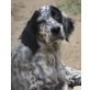 Lyna, Setter-Mix - Hündin