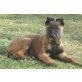 Lyon, Malinois Welpen - Rüde