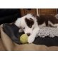 Lyra, Border-Collie Welpen - Hündin