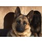 Lysa, Deutscher Schäferhund - Hündin