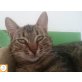 Lysander, Europäische Kurzhaarkatze - Kater